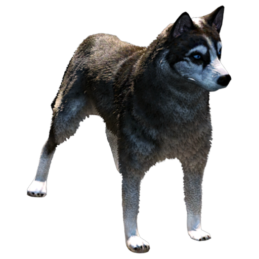 Husky Siberiano