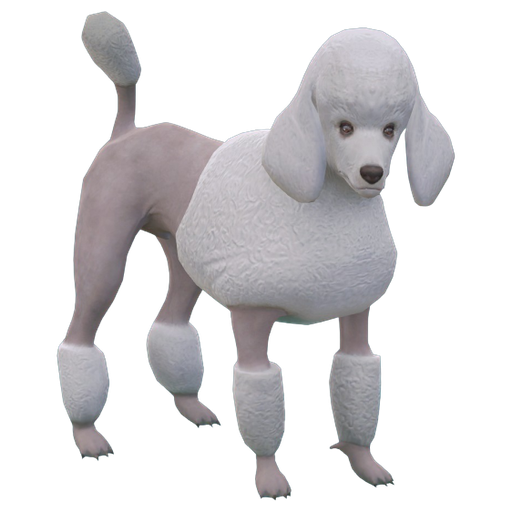 Poodle