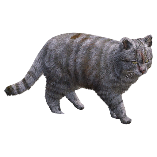 Gato Siamés